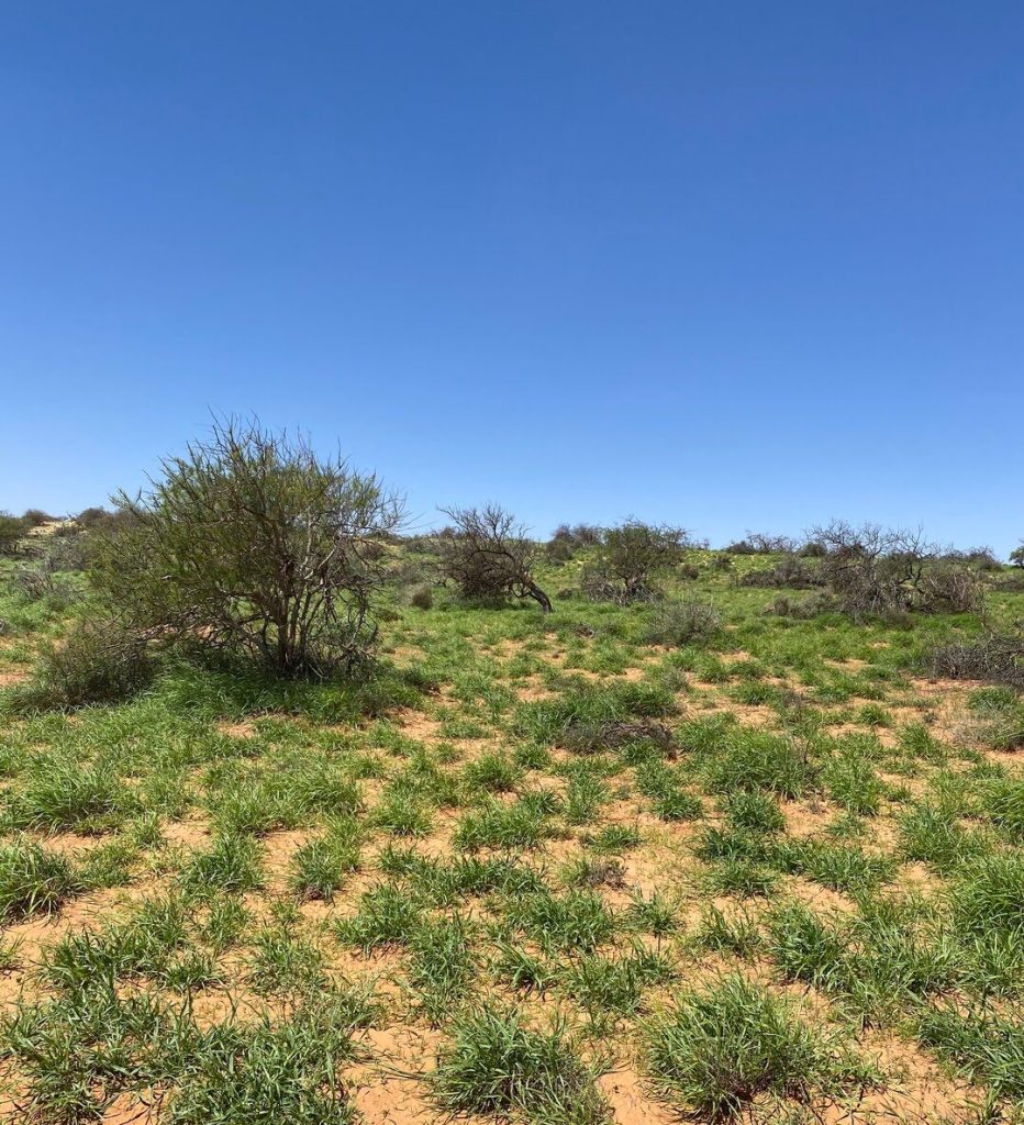 Minimal vegetation for clearing for proposed Gascoyne Green Energy Boolathana project