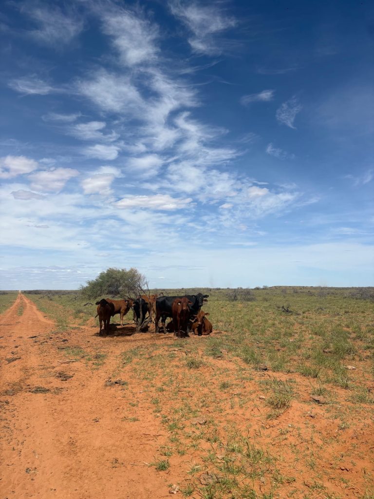 Mustering on Boolathana, flat vast terrain, Gascoyne, Western Australia
